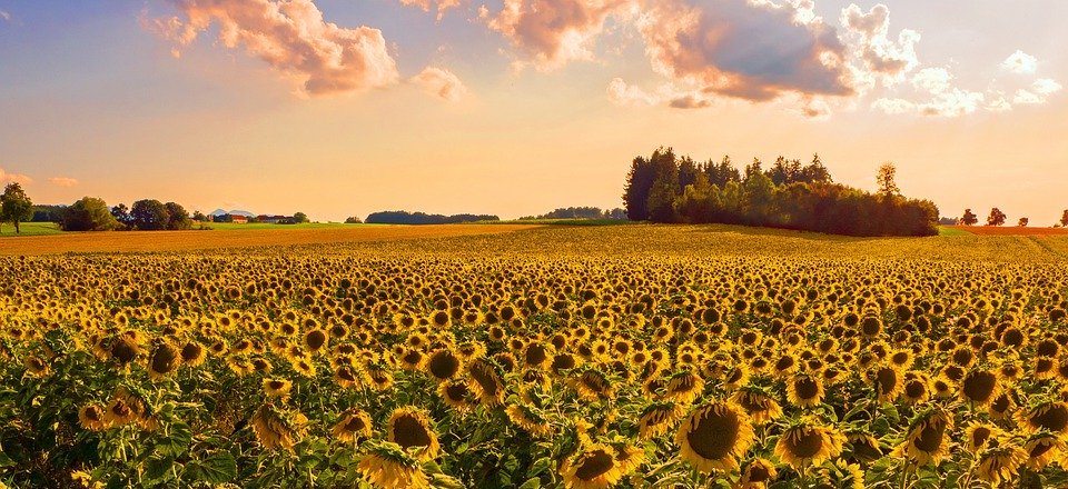 sunflower, sunflower field, landscape