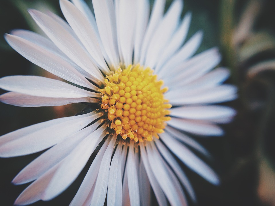 daisy, flower, plant