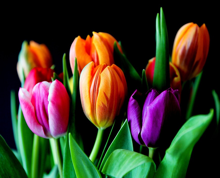 flowers, tulips, bouquet