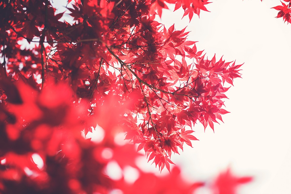 red, leaves, branches