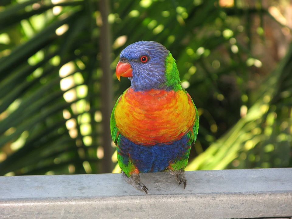 rainbow lorikeet, bird, lorikeet