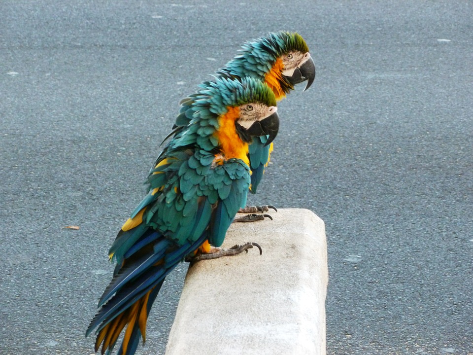 parrot, bird, tropical