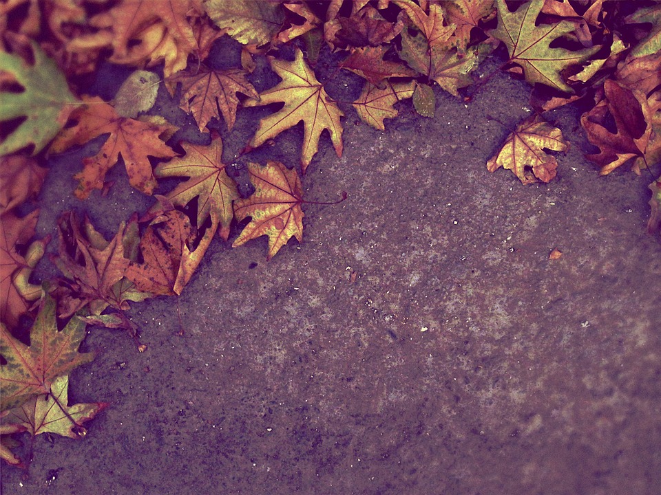 autumn, fall, leaves