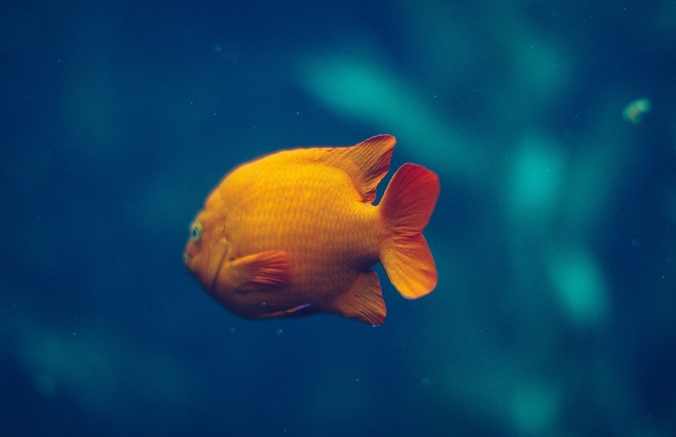 gold, fish, aquatic