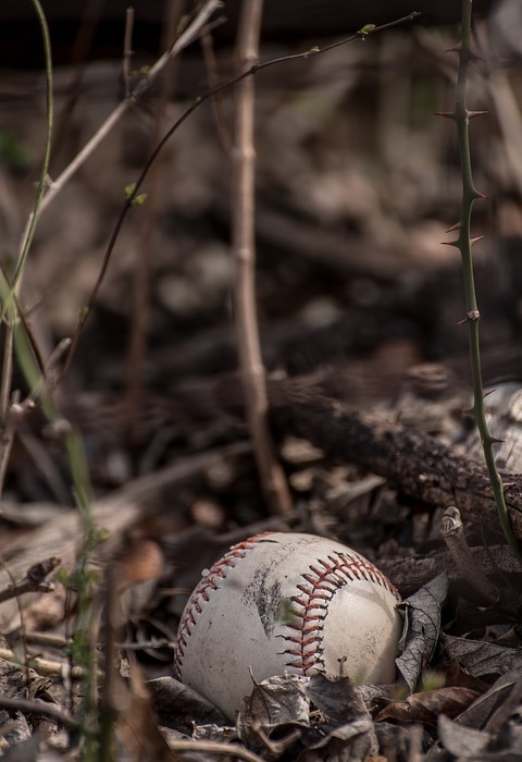 baseball, leaves, sport