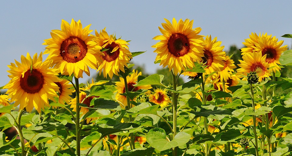 sunflower, bees, summer
