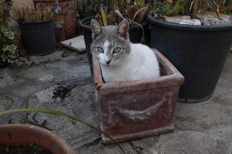 cat, sitting, flower pot