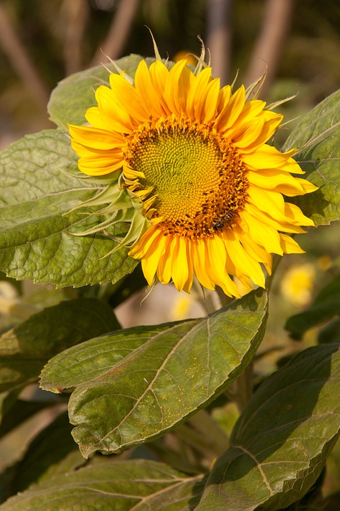 sunflower, bee, yellow