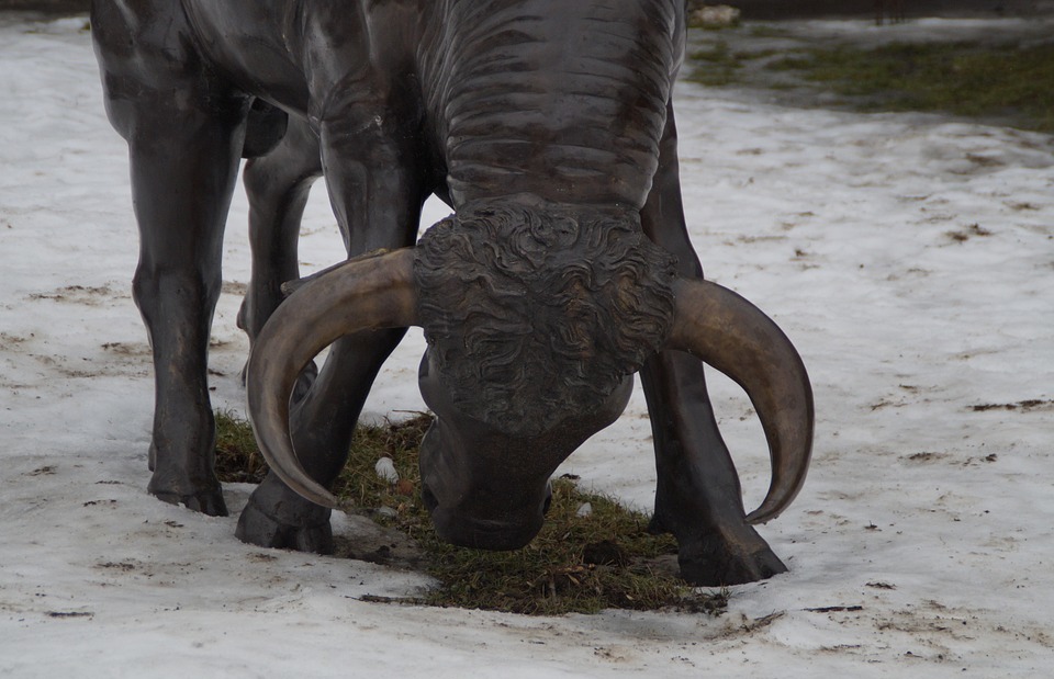 bull, angry, horns