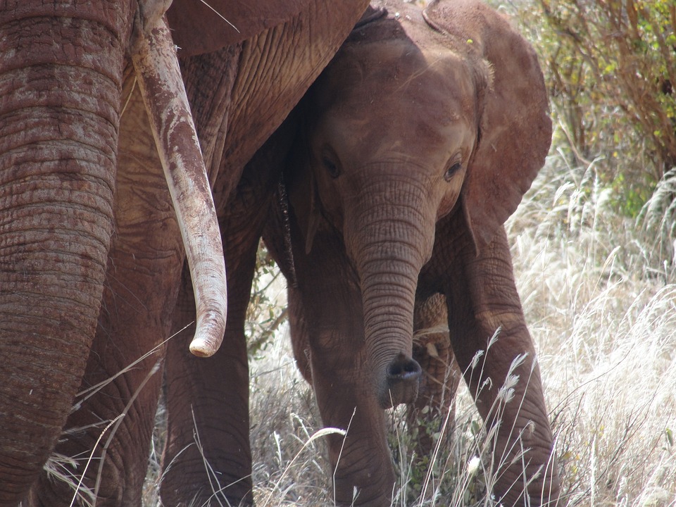 safari, kenya, elephant