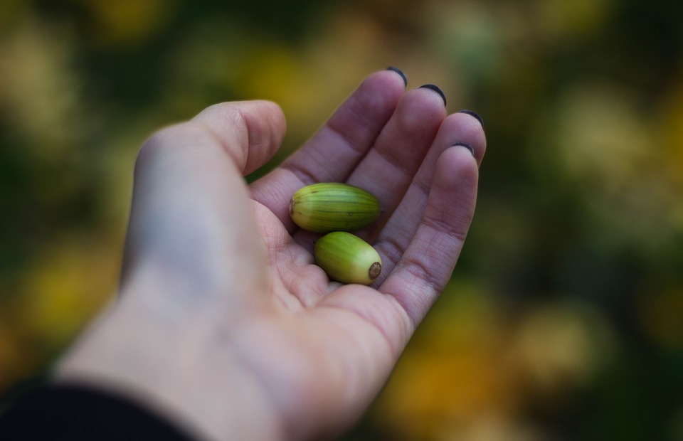 acorns, hand, seed