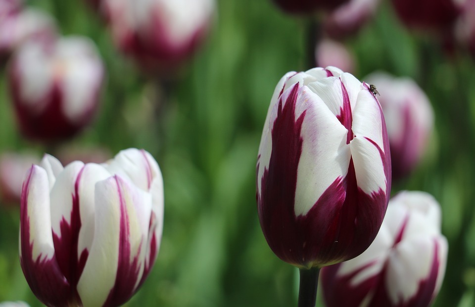 tulip, flower, nature