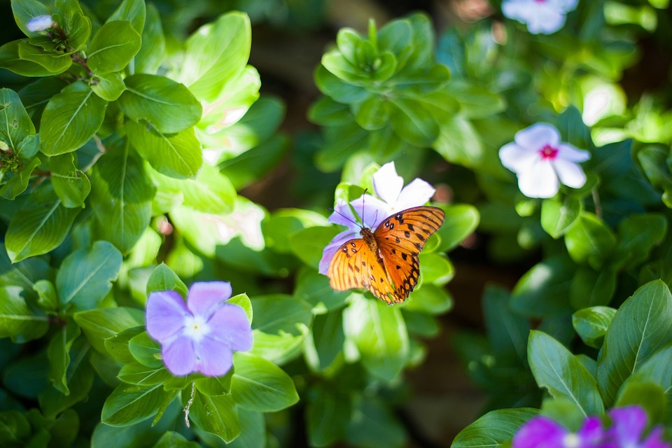 butterfly, flowers, nature