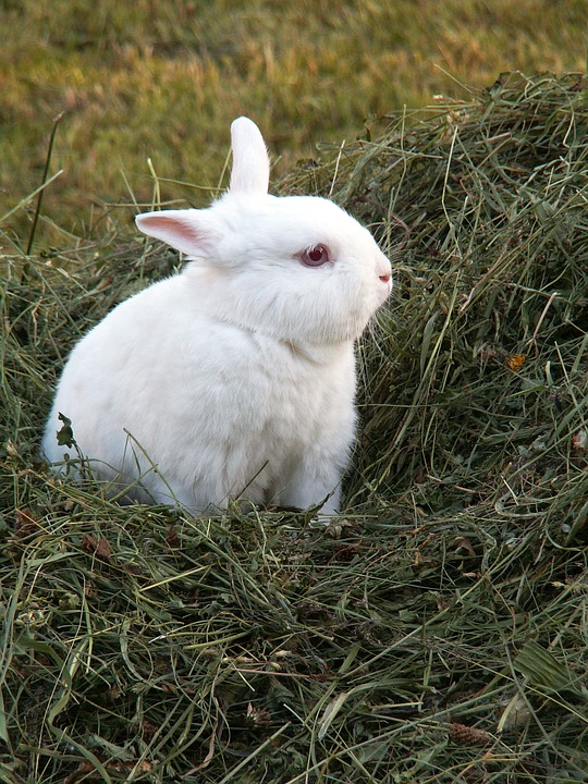 rabbit, hay, animals