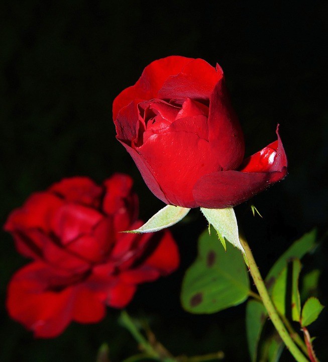 rose, red, blossom