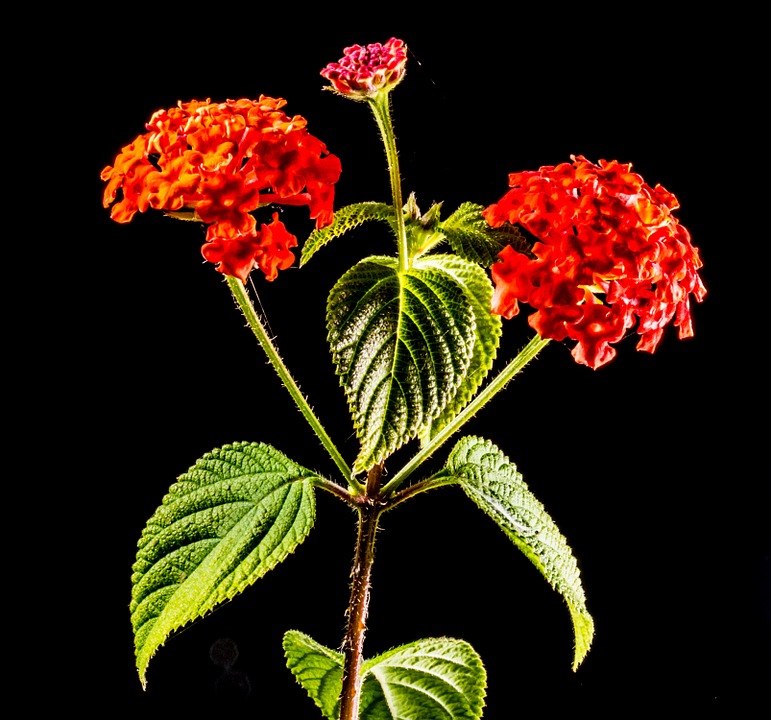 small wiildblume, wild plant, flower