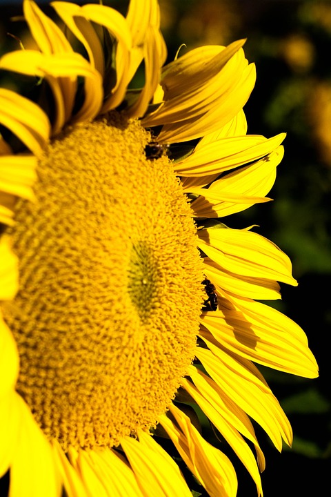 sunflower, sun, yellow