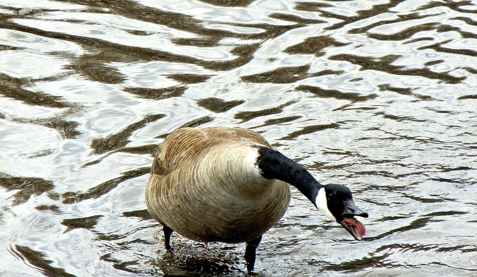 canada geese, angry, wild bird