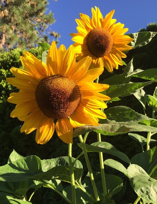 sunflowers, summer, garden