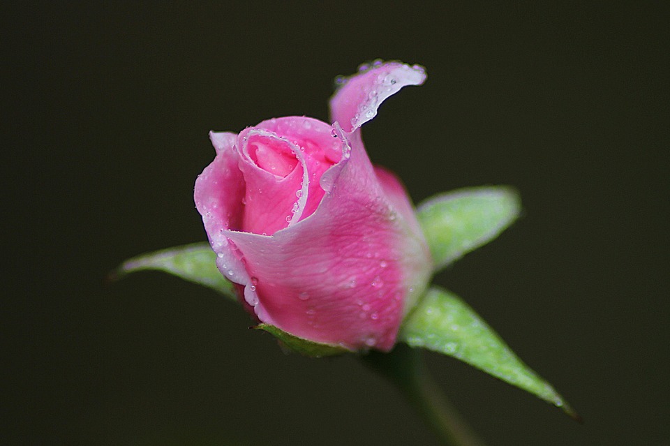 rose, flower, floral