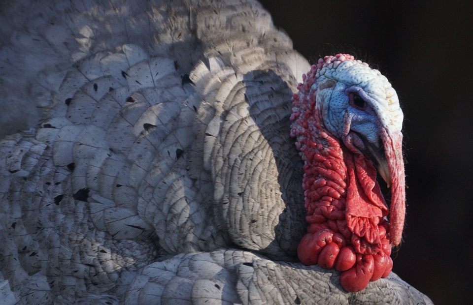 turkey, thanks giving, thanksgiving