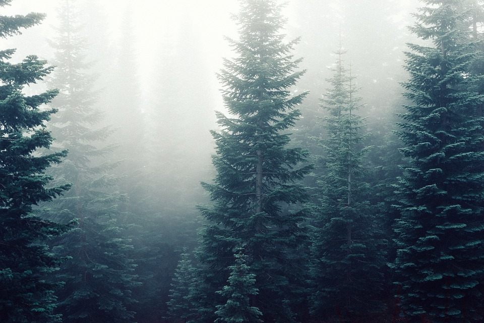 fir trees, fog, mist