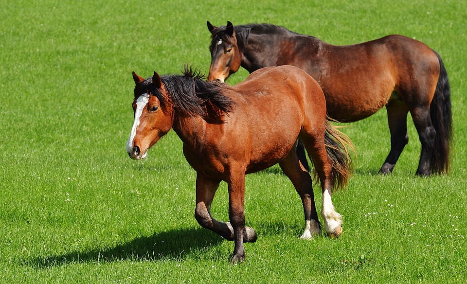 horses, meadow, coupling