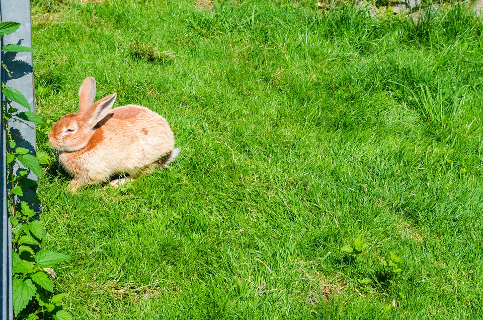 hare, rabbit, animal