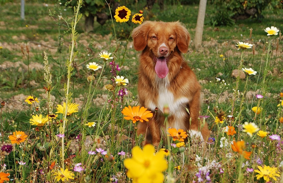 dog, flowers, sun