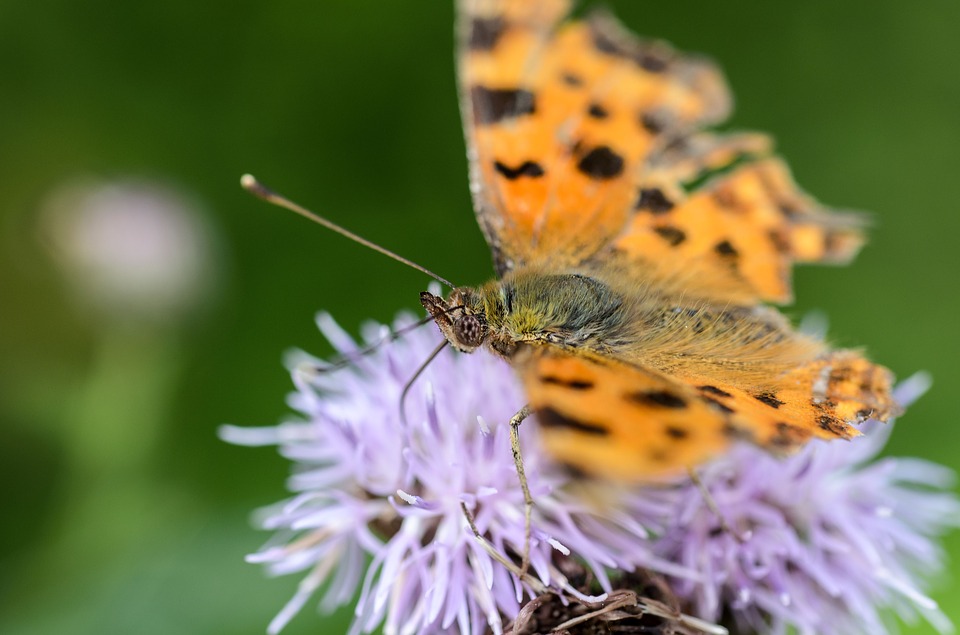 butterfly, flower, thistle