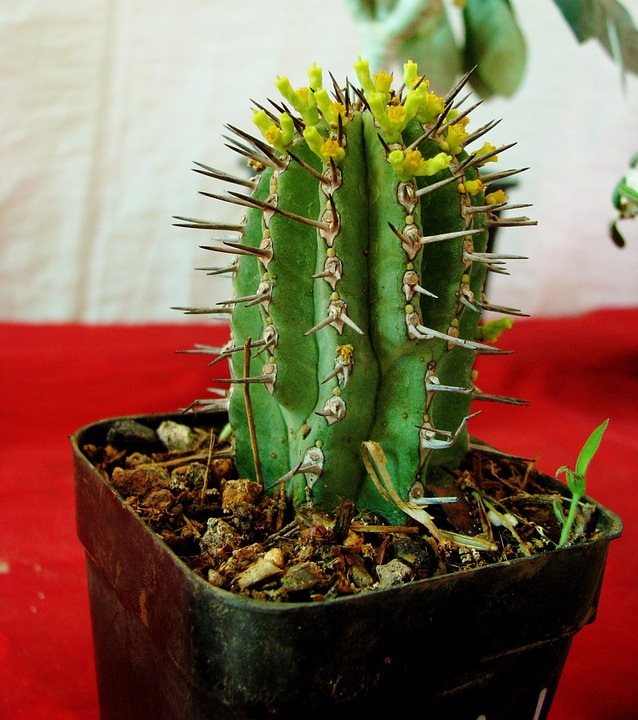 cactus, potted plant, small