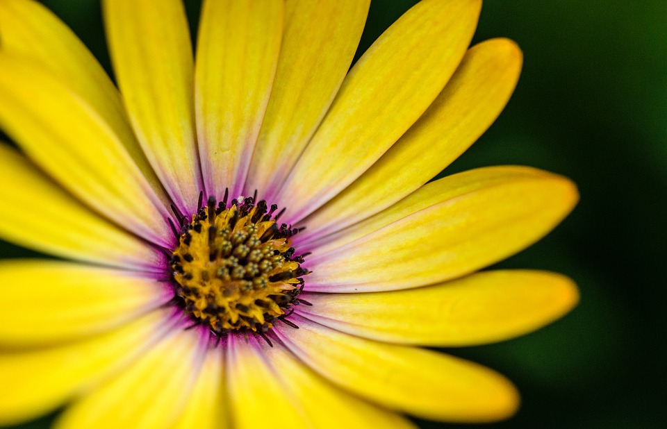 gerbera, flower, yellow
