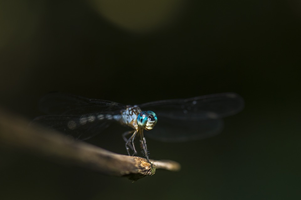 dragonfly, macro, insect