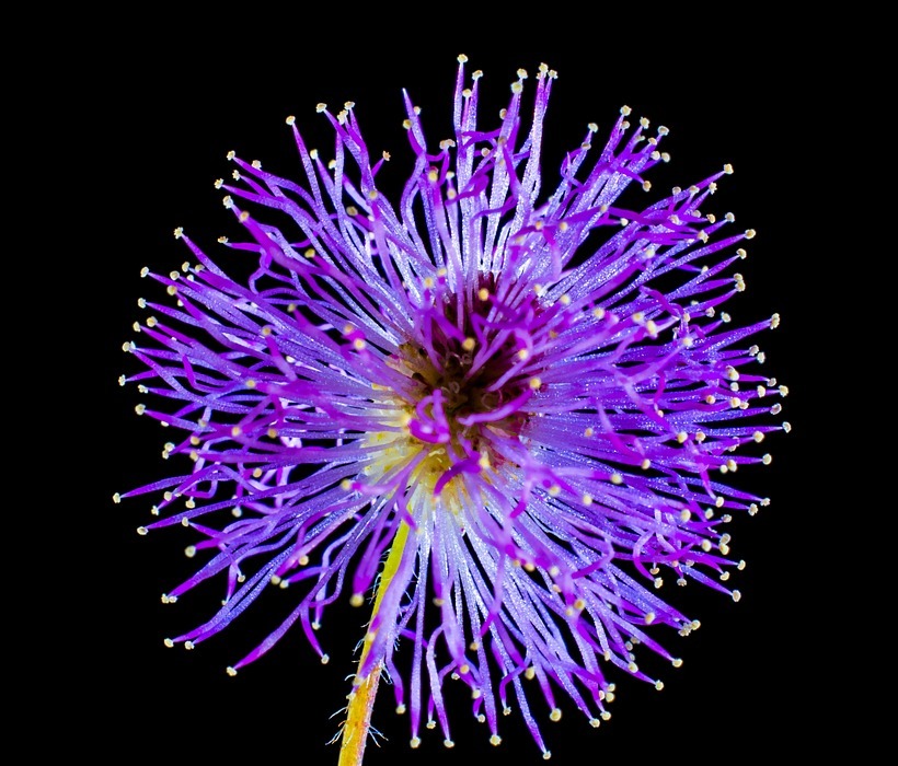 wild flower, small flower, purple