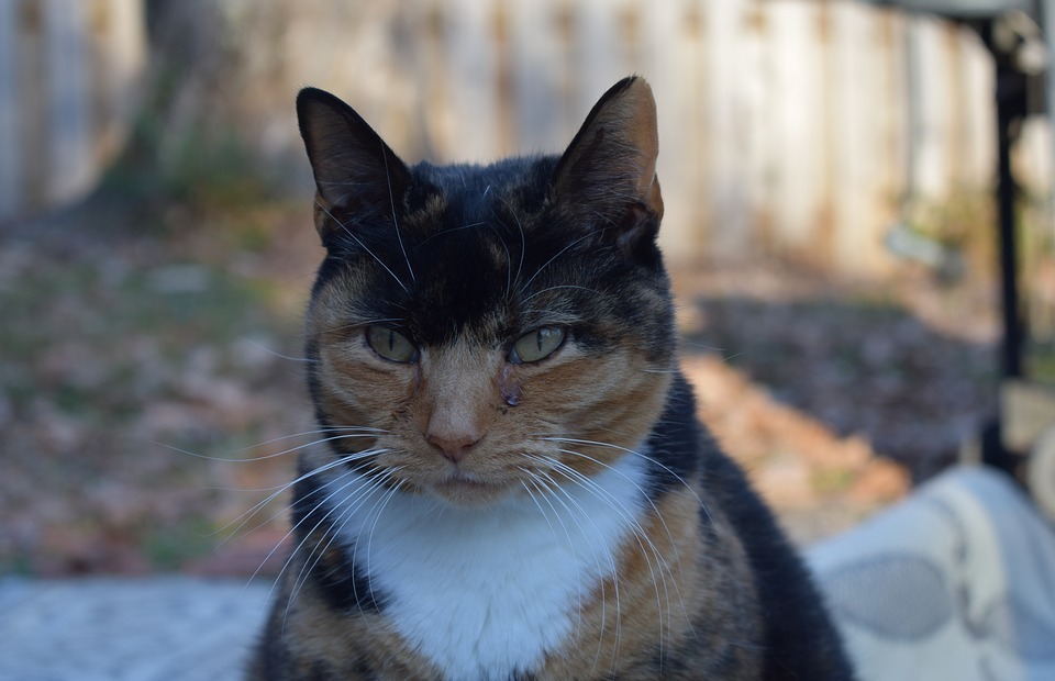 angry, calico, cat