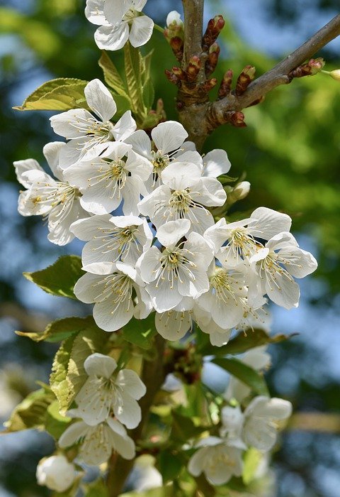 flowers, flowers of apple tree, small white flowers