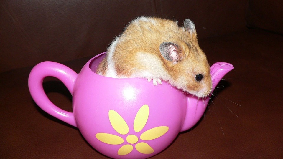 hamster, rodent, pet