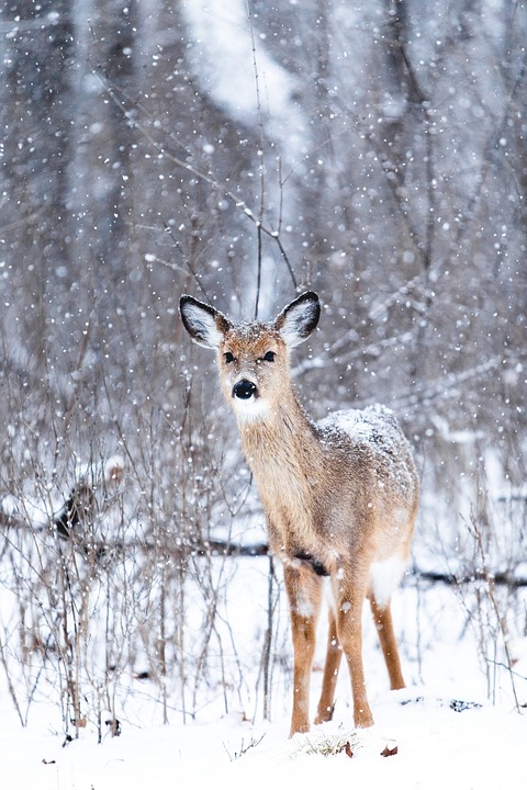 doe, deer, snowing