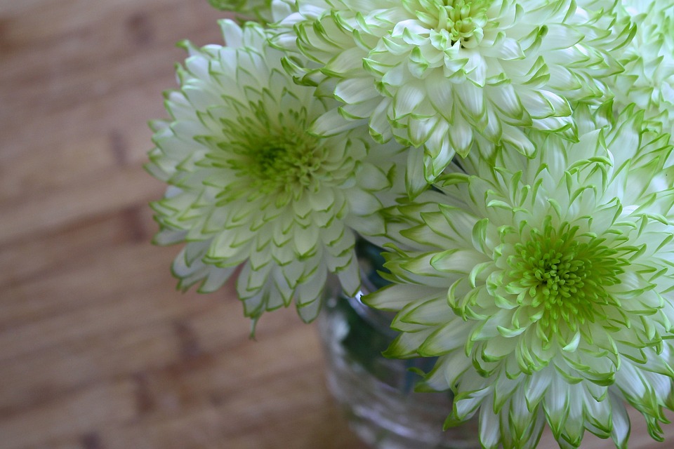 flowers, white, green