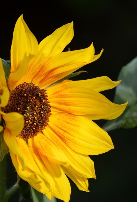 sunflower, garden, nature