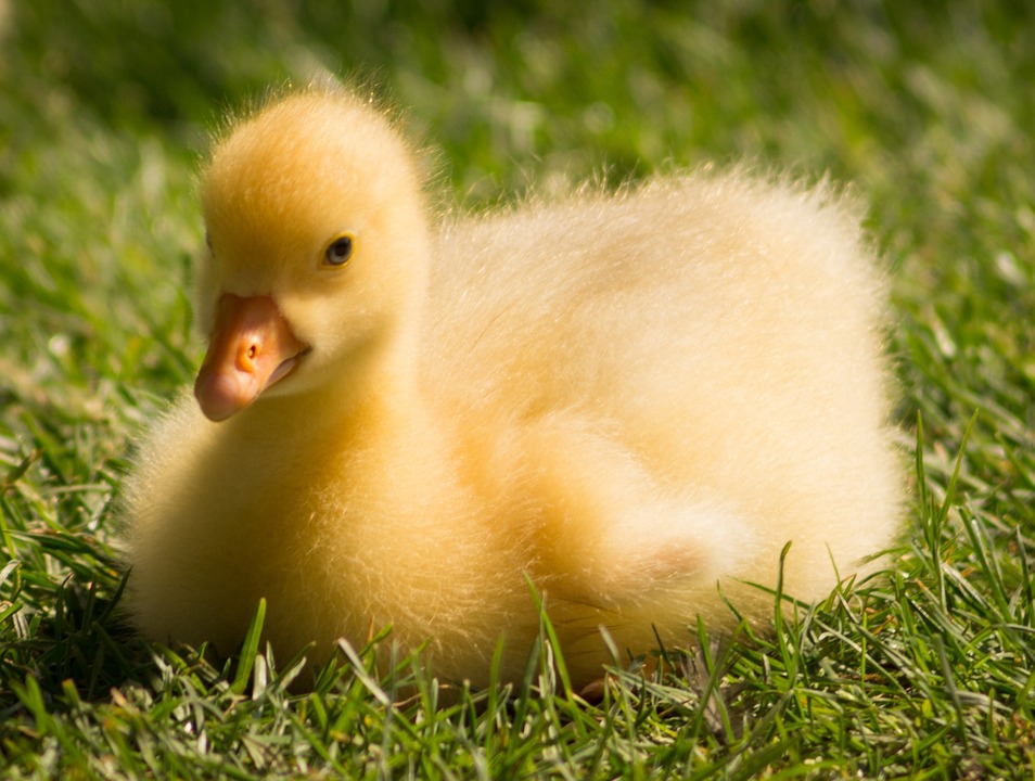 gosling, chick, goose