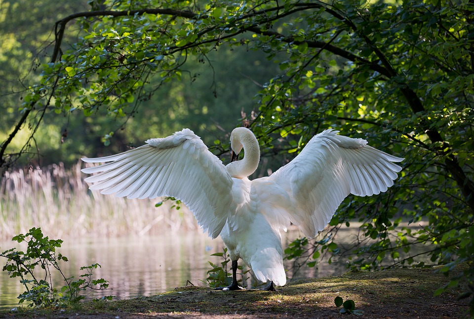 swan, males, water bird