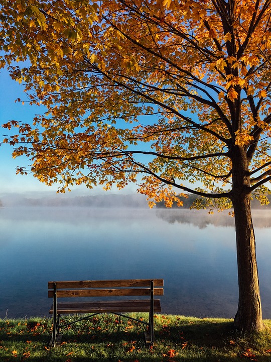 lake, tree, autumn
