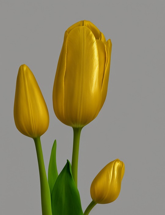 happy mothers day, ai generated, yellow tulips