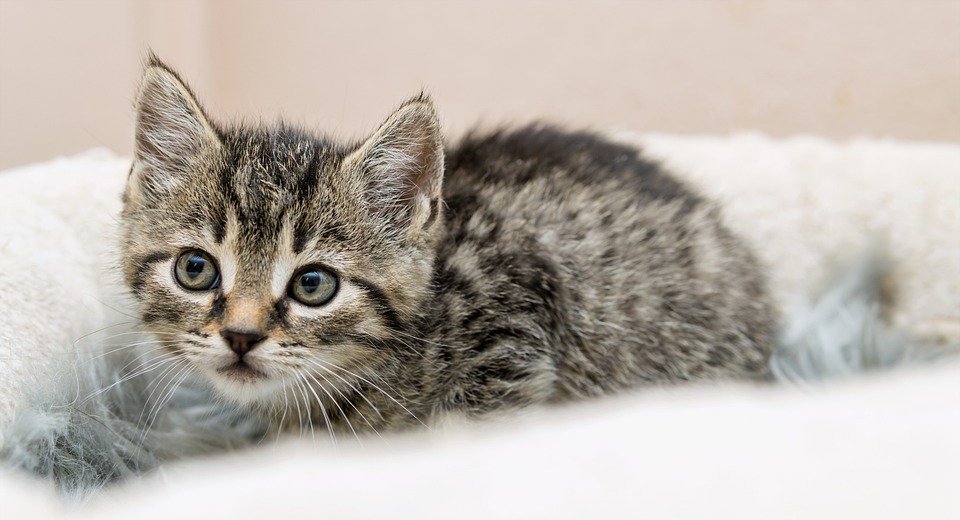 kitten, cat baby, small