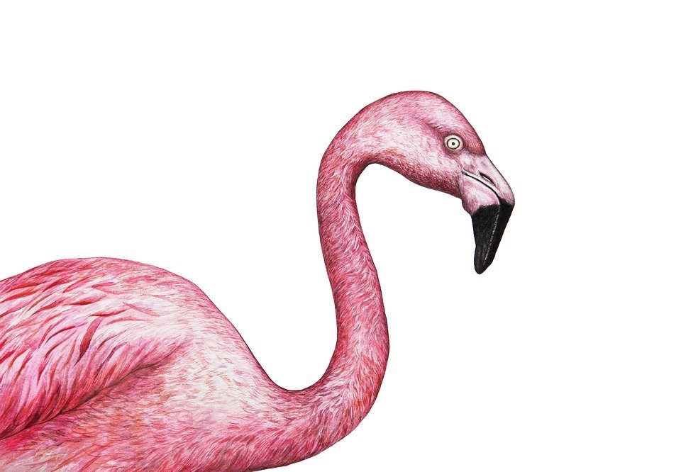 flamingo, exotic, bird