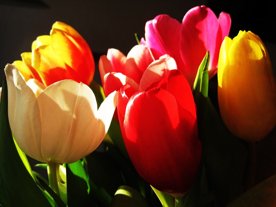 tulips, light and shadow, flowers
