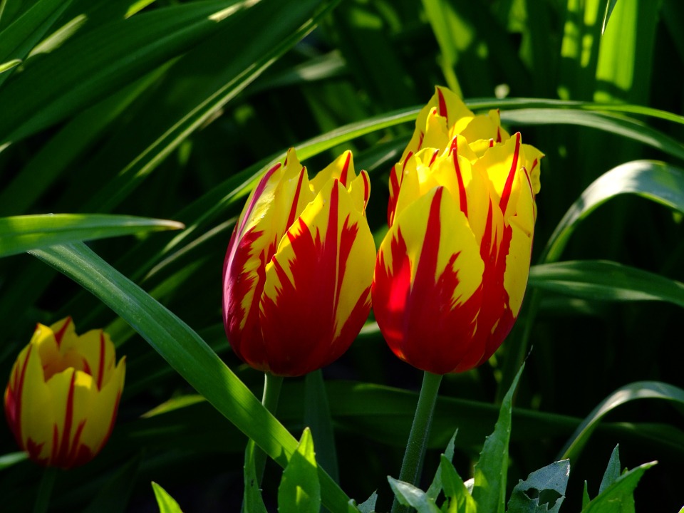 tulips, tulip bed, flowers