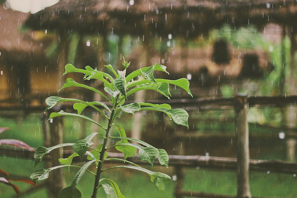 raining, rain drops, plants