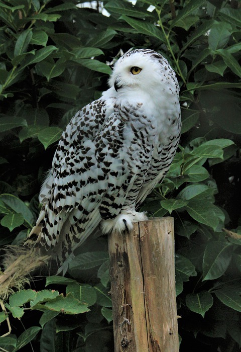 snowy owl, bird, fanuapark